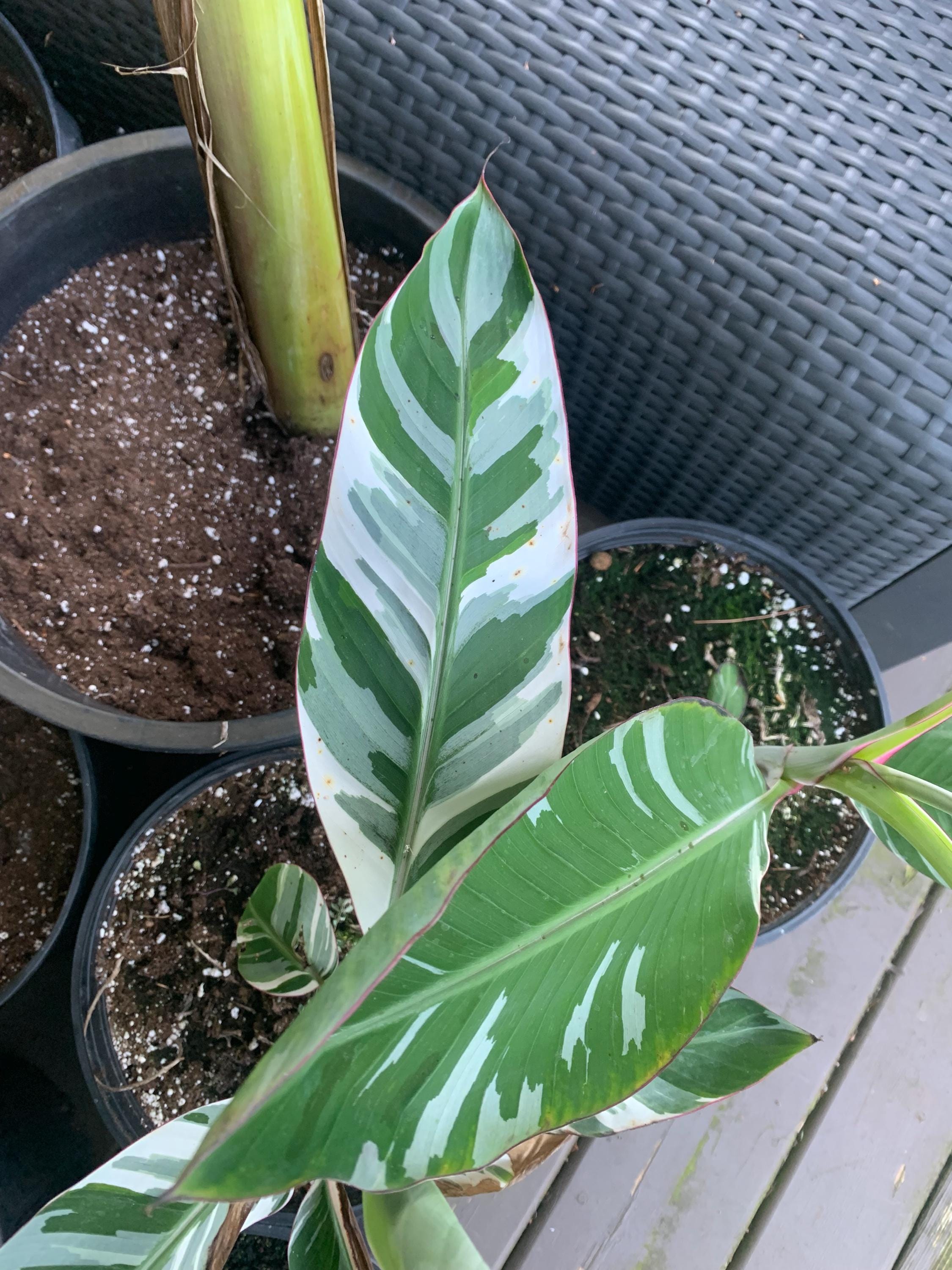 その他観葉植物 Musa Florida variegated Musa florida variegated - Etsy 日本