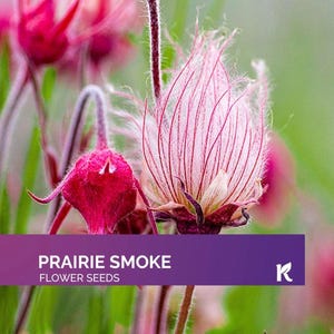 May include: A close-up of Prairie Smoke flower seeds. The image shows pink and red flowers with feathery petals. The text "PRAIRIE SMOKE FLOWER SEEDS" is on a purple banner. The background is green, providing a contrast to the flowers.
