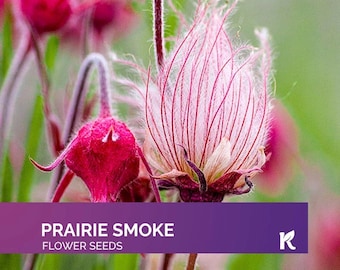 100 Pink Prairie Smoke Seeds – Rare Wildflower, Non-GMO Perennial Garden Seeds