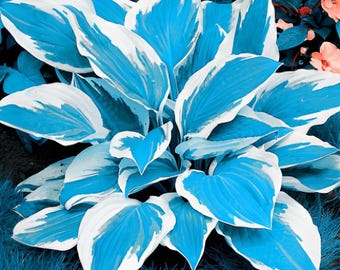 100 semi di pianta di Hosta – Hosta plantaginea – Fiori profumati da giardino all'ombra