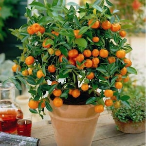 10 Mandarin Orange Seeds – Citrus reticulata Blanco, Fresh Fruit Trees