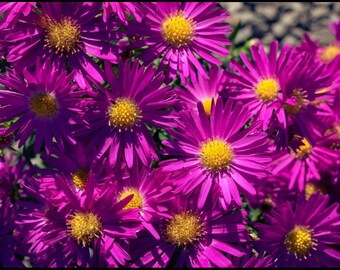 New England Aster Starter Plant - Symphyotrichum Novae-angliae - 3" pot