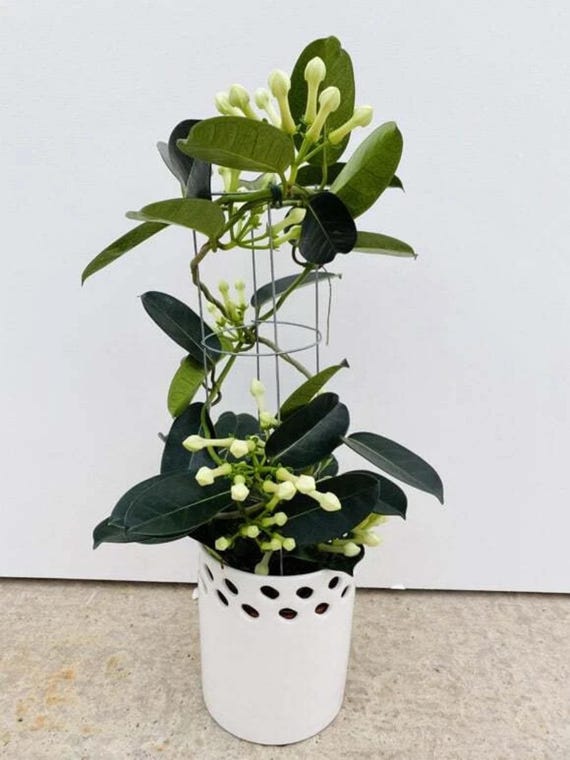 zimmerpflanze dunkelgrün Sansevieria Black Diamond kaufen – Green Me Up main image 0