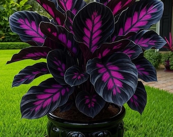 100 Caladium Seeds | Purple Black Exotic Foliage Plant for Garden & Indoor Decor