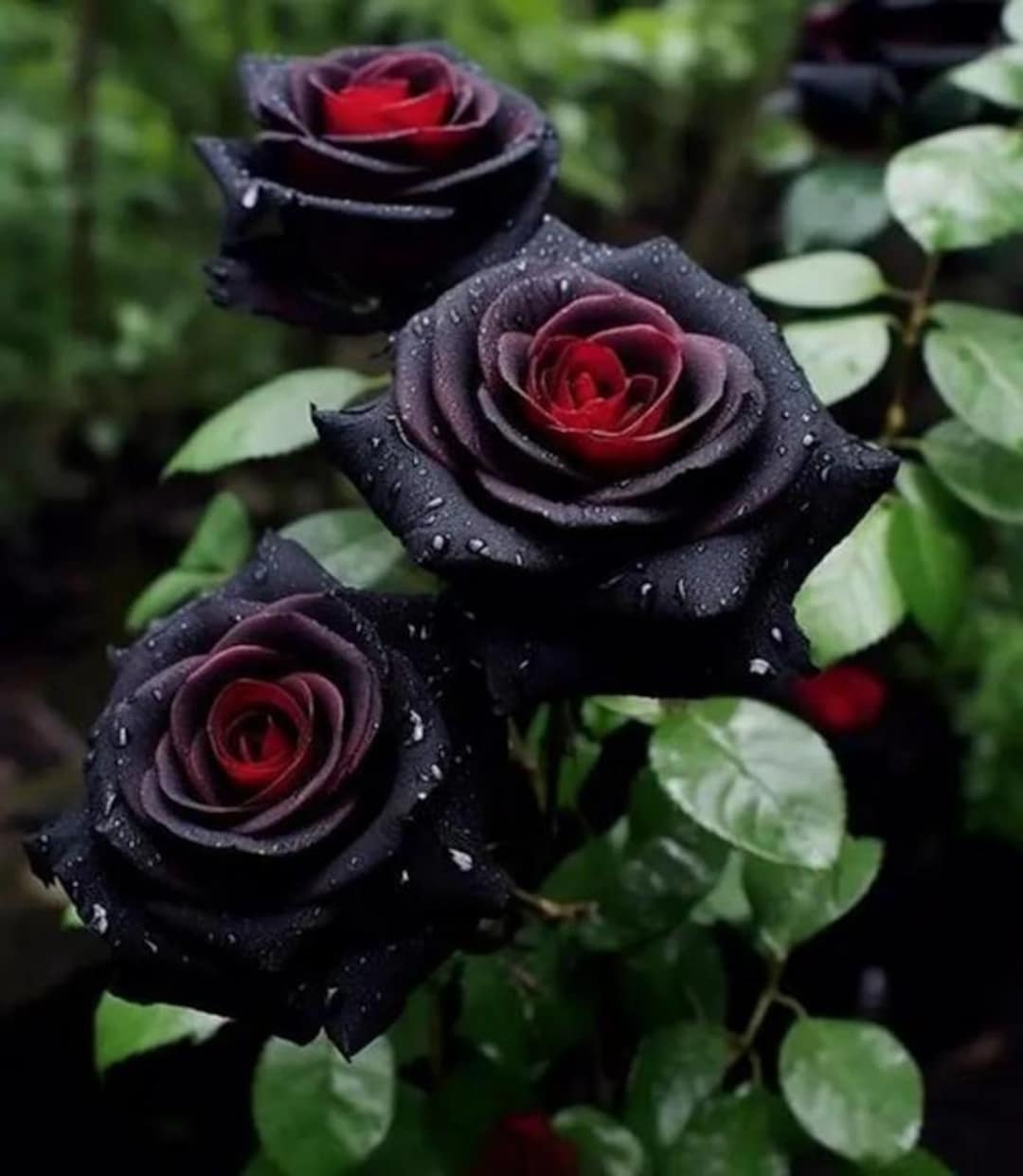 100 Black Rose Seeds – Rare Rosa Flower Seeds, Heirloom Non-gmo