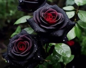 100 schwarze Rose Samen - Seltene Rosa Blumensamen, Erbstück Non-GMO Gartenblüten