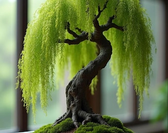 Bonsai Green Weeping Willow Tree Seeds | Fast Growing Cutting Plant
