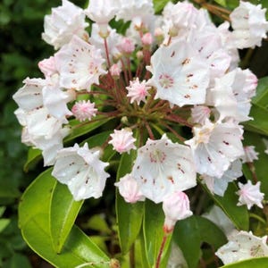 May include: Close-up of a cluster of mountain laurel flowers. The flowers are primarily white with delicate pink accents and small maroon spots. The leaves are a vibrant green, creating a natural and fresh aesthetic.