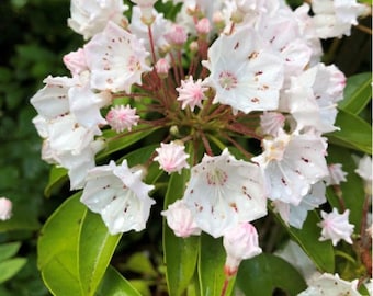 White Mountain Laurel Live Plant - USA only