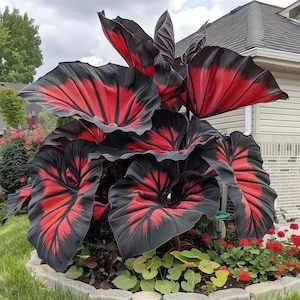 200+ Hosta Seeds | Rare Perennial Flowering Shade Plant | Outdoor Garden Beauties image 7