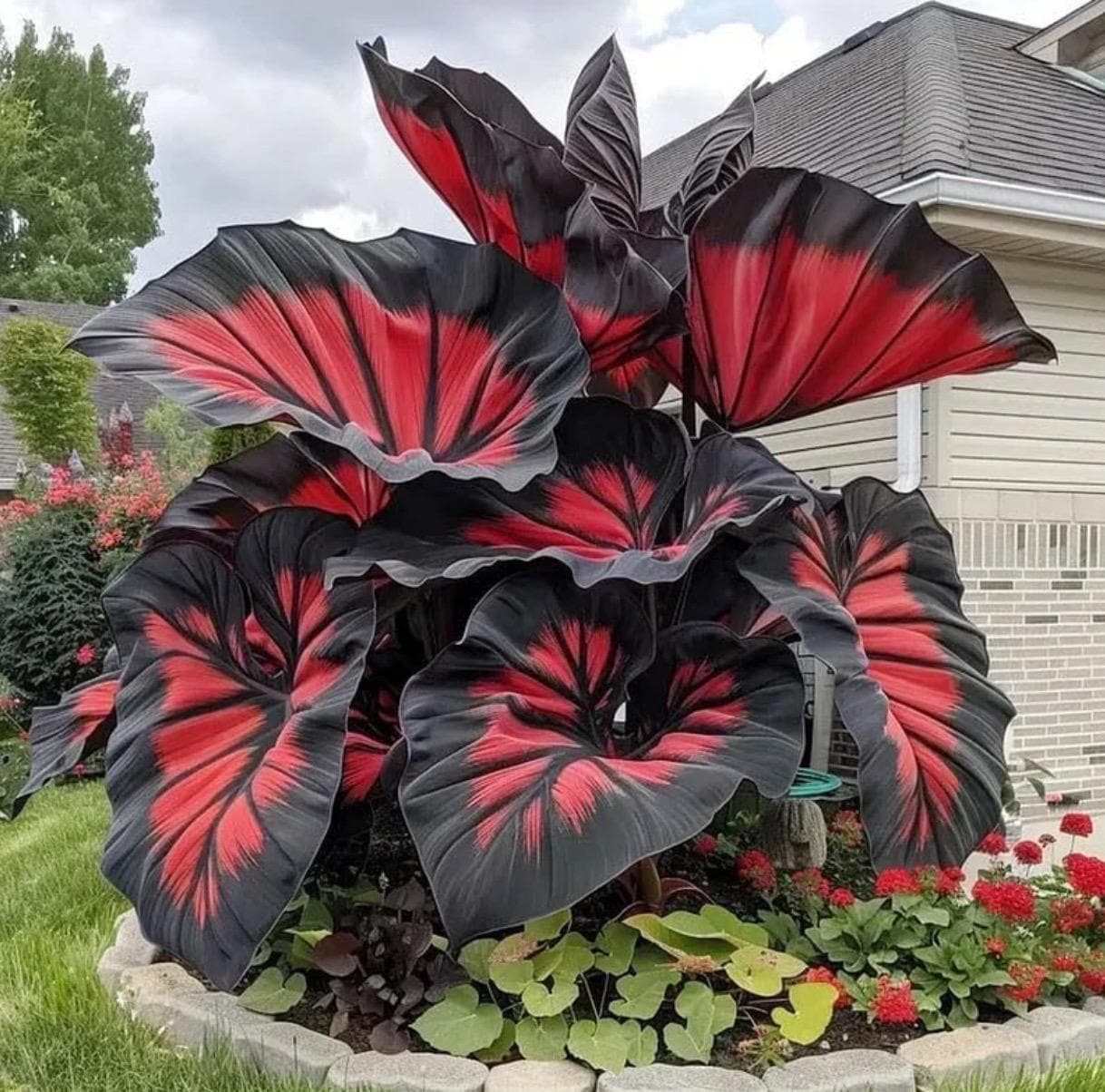 200+ Hosta Seeds | Rare Perennial Flowering Shade Plant | Outdoor