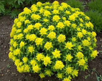 100 Cushion Spurge Seeds | Euphorbia polychroma | Hardy Perennial Flower