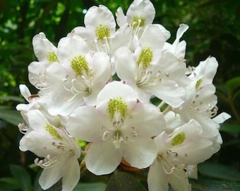150 Rhododendron Maximum Seeds | Fragrant White Rosebay Laurel