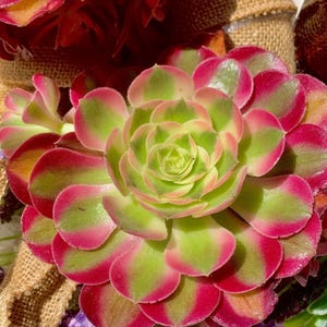 Aeonium &#39;Pink Witch&#39; | Rare Succulent | 3.5–4&quot; Bare Root Gift