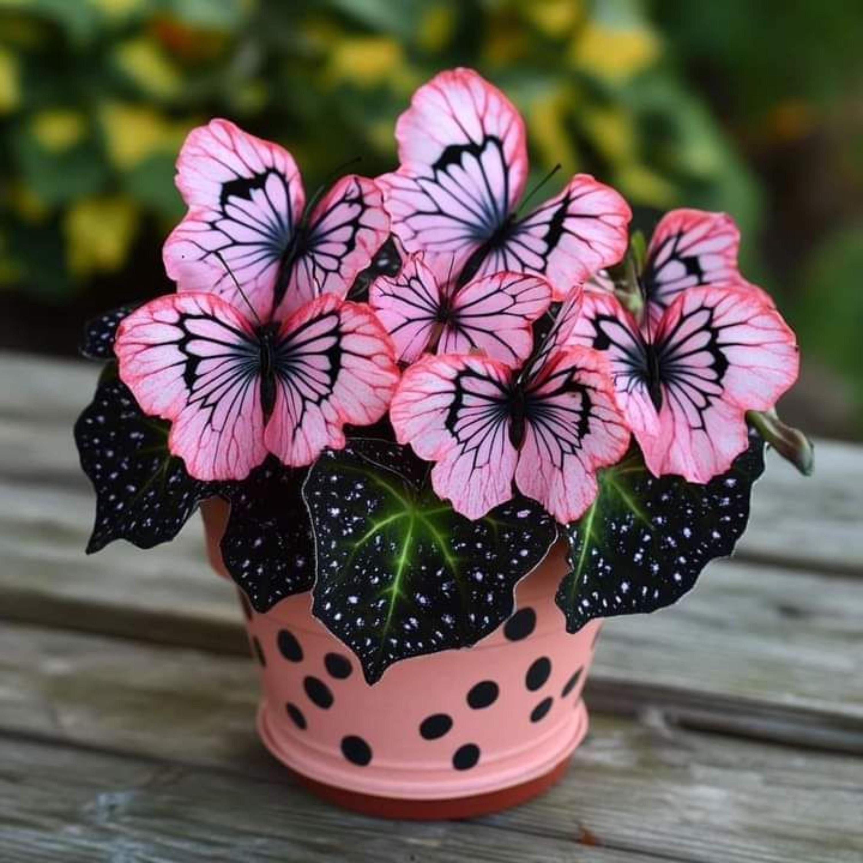 Rare coleus plant - Etsy 日本