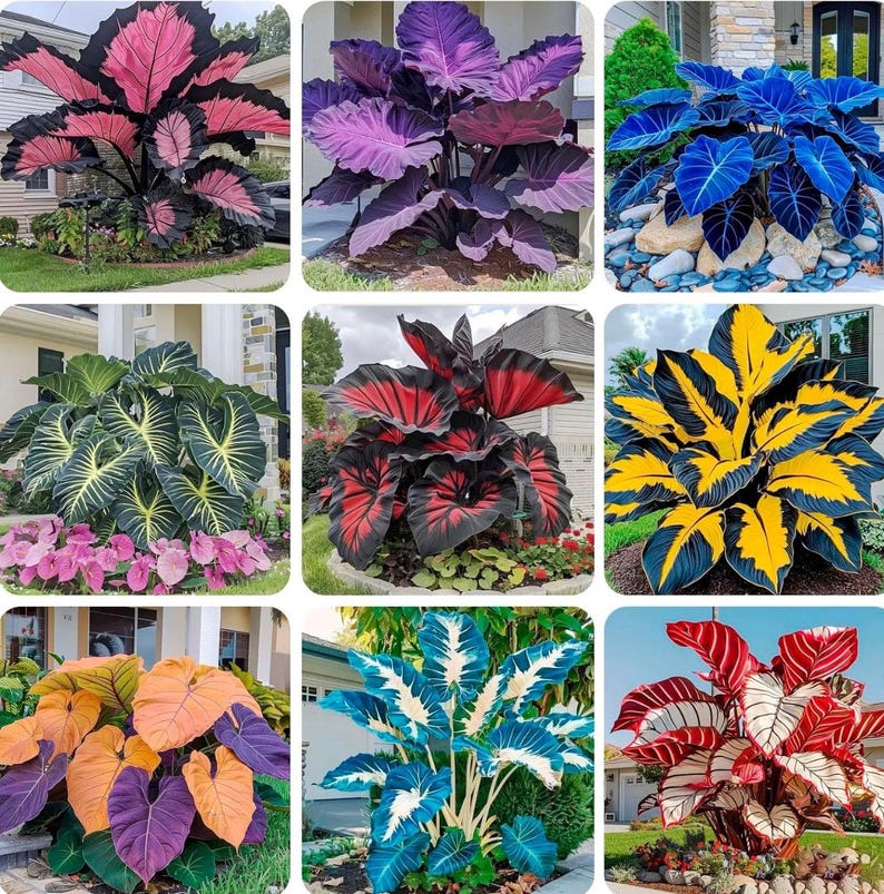 200+ Hosta Seeds | Rare Perennial Flowering Shade Plant | Outdoor Garden Beauties image 5