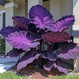 200+ Hosta Seeds | Rare Perennial Flowering Shade Plant | Outdoor Garden Beauties image 2