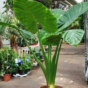 May include: A large, leafy green plant in a terracotta pot. The plant has several large, heart-shaped leaves and thick, green stems. Other potted plants are visible in the background, suggesting a greenhouse or plant nursery setting.