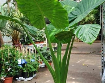 Alocasia Calidora – Live Plant 10–12" Tall, Elephant Ear Houseplant