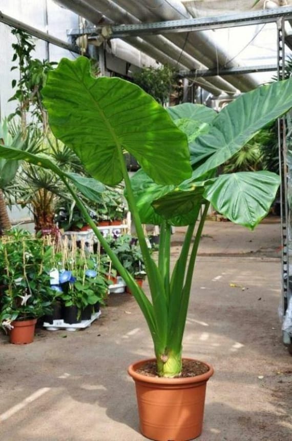 monstera adansonii variegata Monstera adansonii Variegata