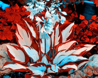 100 semi di pianta di Hosta – Hosta plantaginea – Fiori profumati da giardino all'ombra