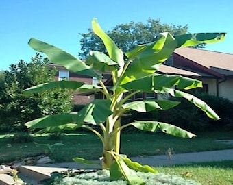 10 Dwarf Cavendish Banana Seeds – Tropical Fruit Tree