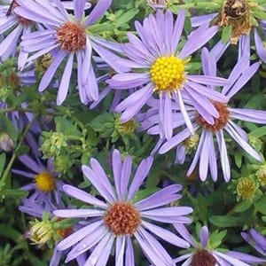Aromatic Aster Starter Plant - Symphyotrichum oblongifolium - 3&quot; pot