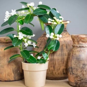 May include: A potted plant with white flowers and glossy green leaves, set in a beige pot. The plant is surrounded by three weathered, wooden decorative vases. The background is a neutral gray.