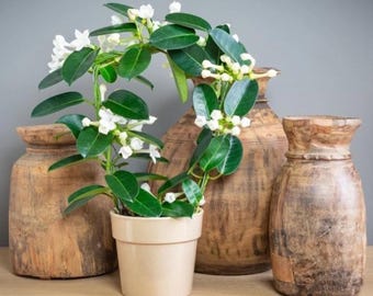 Madagascar jasmine ~GREEN LEAF STEPHANOTIS~Small Rooted starter Plant~Fragrant!