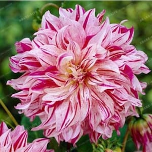 May include: A close-up of a dahlia flower with pink and white petals, accented by deep red stripes. The flower's center is a soft yellow, and the petals have a layered, textured appearance. The image showcases the intricate details of the flower.