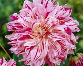 20 Fuchsia Pink Swirl Dahlia Seeds - Rare Perennial Blooms