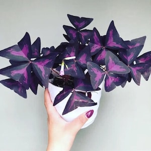 May include: A potted Oxalis triangularis plant with deep purple, triangular leaves and a white pot. The leaves have a striking pattern of lighter purple markings. The plant is held against a light gray background.