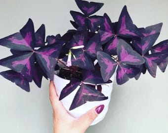 Purple Shamrock Bulbs – Oxalis Triangularis – Easy to Grow Indoor/Outdoor Plant