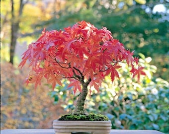 25 Japanese Maple Bonsai seeds – Acer palmatu