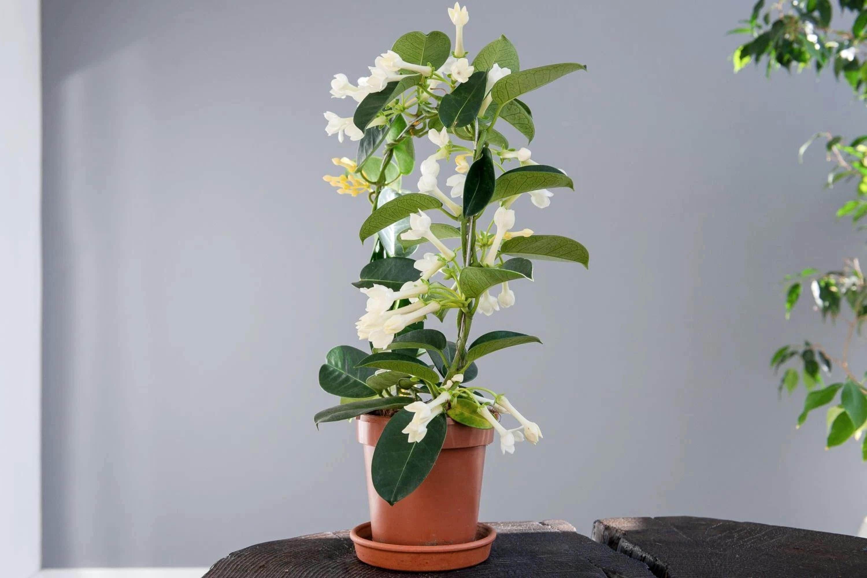 Madagaskar Jasmin Stephanotis Floribunda Pflanze - Etsy.de