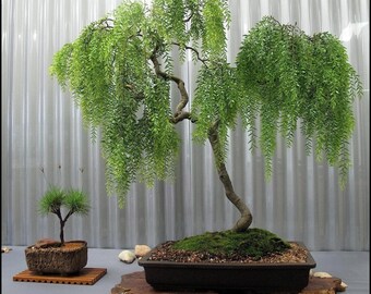 現在、この商品の在庫はありません - Etsy