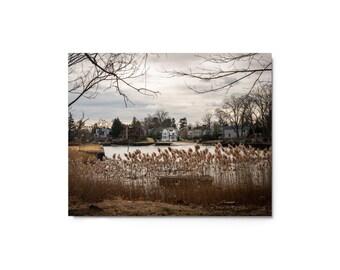 Metal print - Golden Reeds