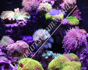 Saltwater Corals with Fish-Instant Download
