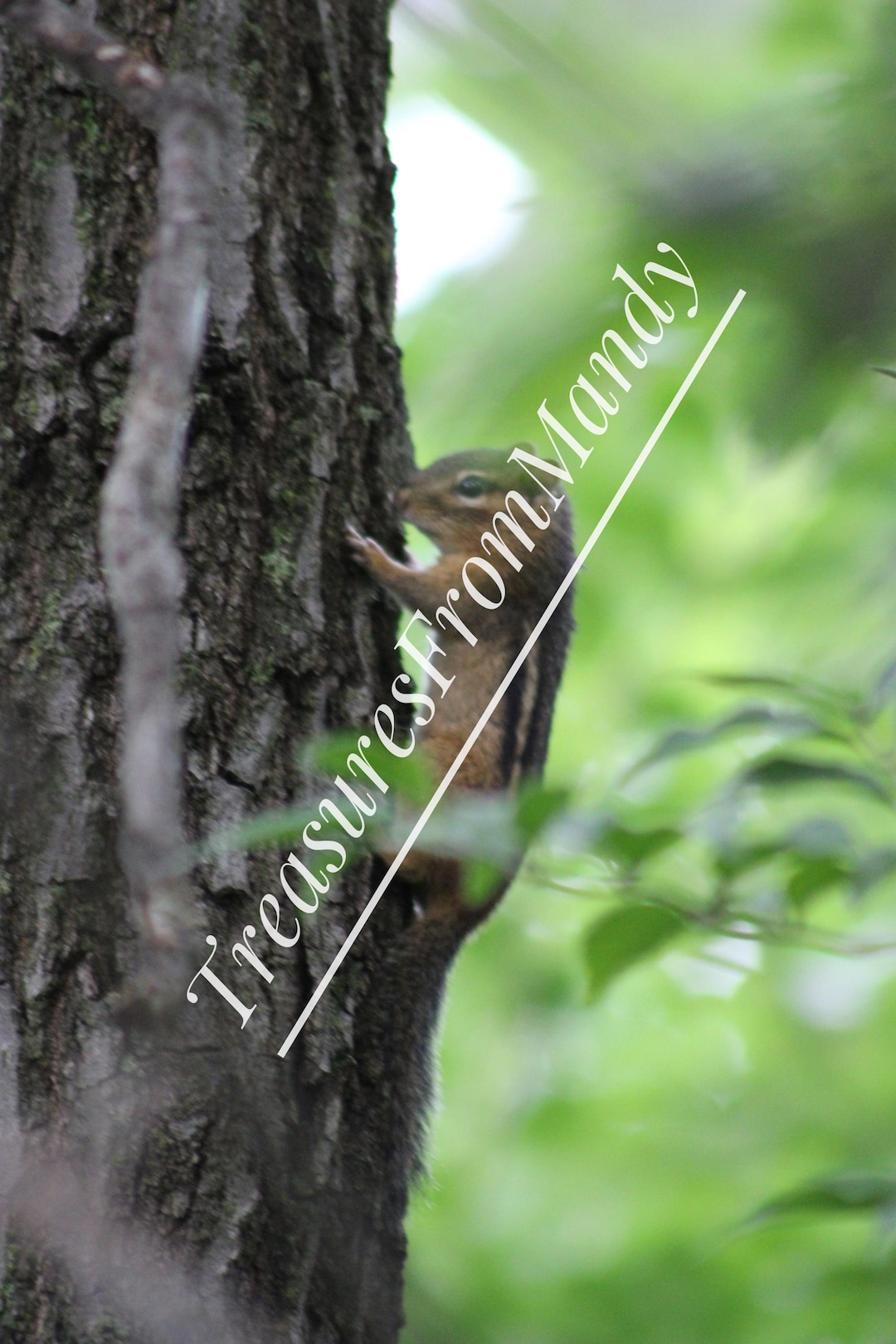Chipmunk on Tree- Instant Download - Etsy