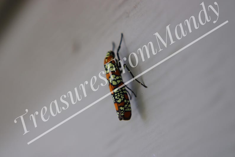 Pi Chong Insect Insect Photography (2 Photos) -instant Download - Etsy