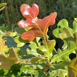 May include: Close-up of oak leaves in various stages of color change. The leaves transition from green to shades of red and brown, with some showing white spots. The image captures the natural beauty of the foliage.