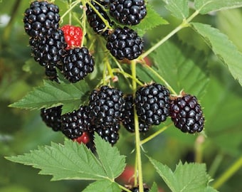 Set of 12 Thornless Blackberry Cuttings - Unrooted Around 4" - Rubus fruticosus - Edible Fruit Plant for Garden, Backyard Orchard.