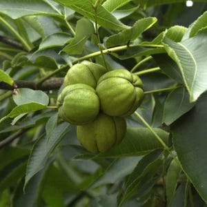 May include: A cluster of four round, green, smooth-skinned hickory nuts hanging from a branch. The nuts are grouped together, showing distinct vertical seams on their surfaces. They are surrounded by elongated, serrated green leaves on a tree.