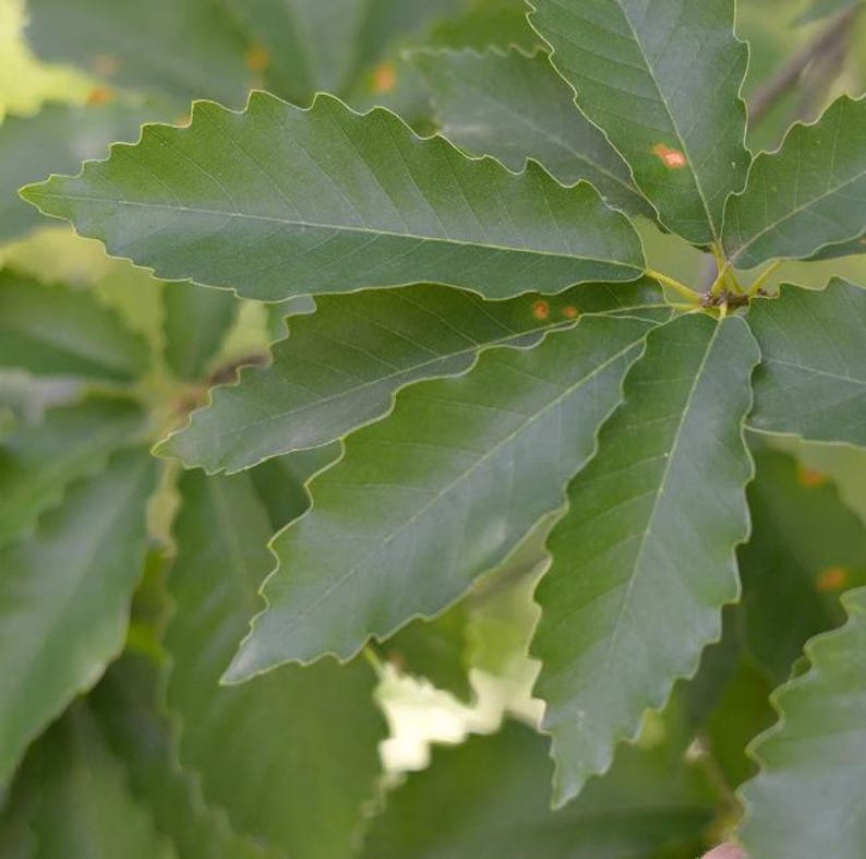 Chinkapin Oak Live Plant - 14-24" Tall - Quercus Muehlenbergii ...