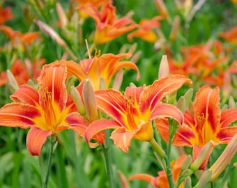 Set of 6 Orange Daylily Live Plants - Hemerocallis - Hardy Perennial Flowers for Garden Borders - No Ship PR, AK, HI, Ca