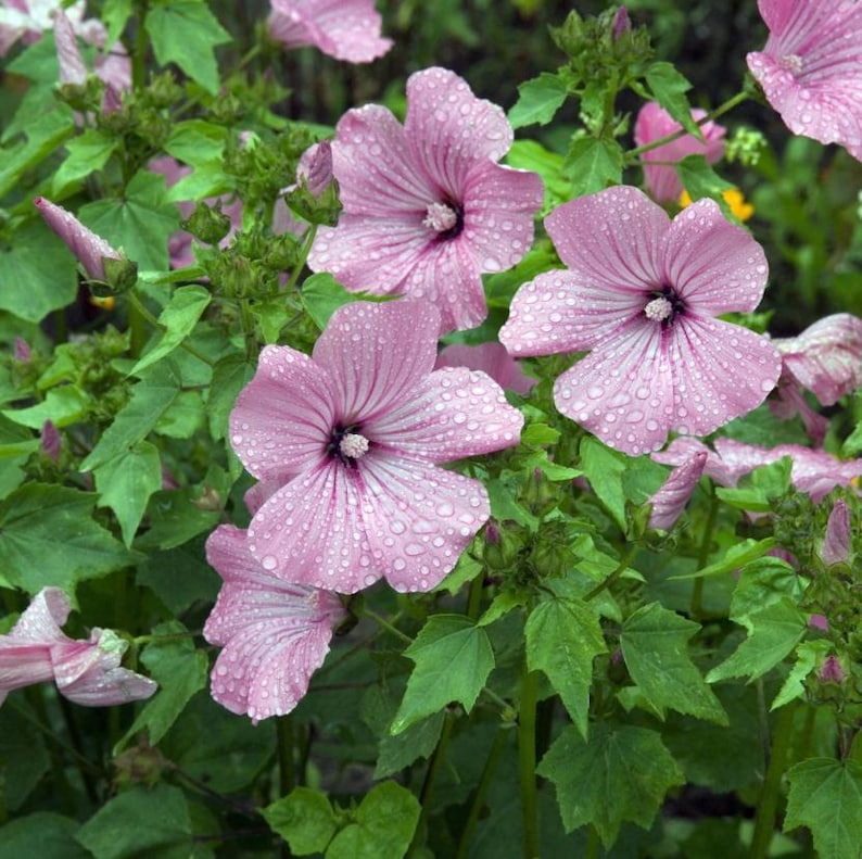 K&ouml;nnte beinhalten: Nahaufnahme von rosa Bl&uuml;ten mit Wassertropfen, die eine zarte Blumenanordnung zeigen. Die Bl&uuml;tenbl&auml;tter haben ein weiches, strukturiertes Aussehen mit einem dunkleren Zentrum. Die Blumen sind von gr&uuml;nen Bl&auml;ttern und Knospen umgeben, was eine nat&uuml;rliche, lebendige Szene schafft.