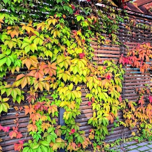 May include: A wooden lattice fence covered in climbing vines with five-lobed leaves transitioning in color from vibrant green to yellow, orange, and deep red. The horizontal slats of the brown wooden structure are partially obscured by the foliage.