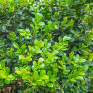 May include: Close-up of a vibrant green shrub with small, rounded leaves. The leaves are a mix of light and dark green, creating a textured appearance. The image showcases the dense foliage of the plant, highlighting its natural beauty and form.
