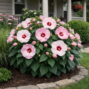 May include: A vibrant bush of pink hibiscus flowers with deep red centers. The flowers are in full bloom, surrounded by green leaves and unopened buds. The plant is set in a garden bed with a stone border, creating a beautiful floral display.