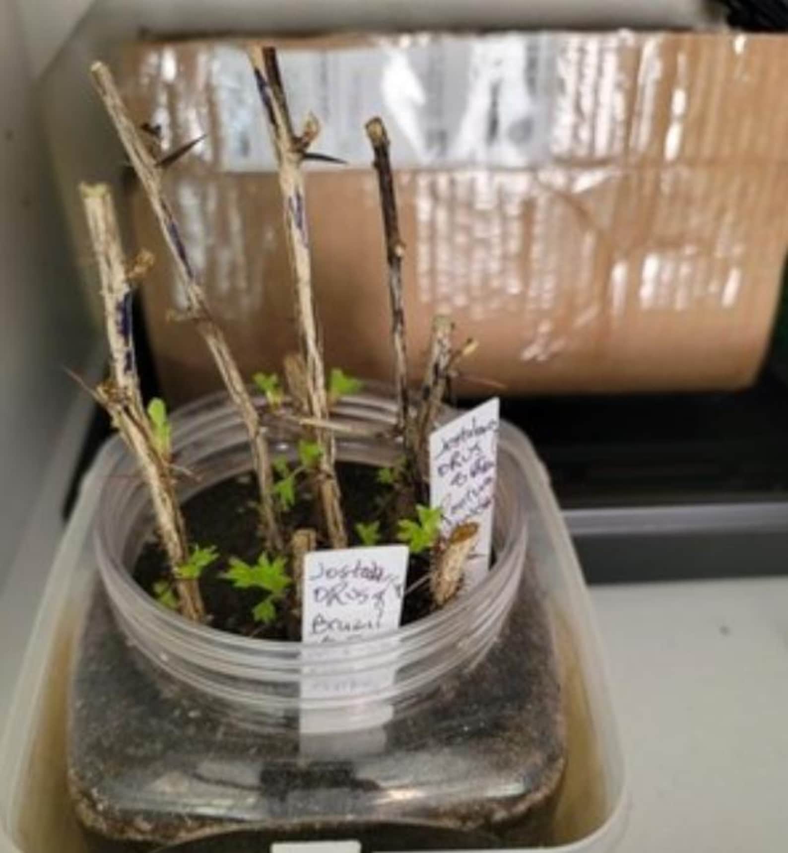 Set of 12 Jostaberry Orus 8 Gooseberry Cuttings - Unrooted Bush - Ribes ...